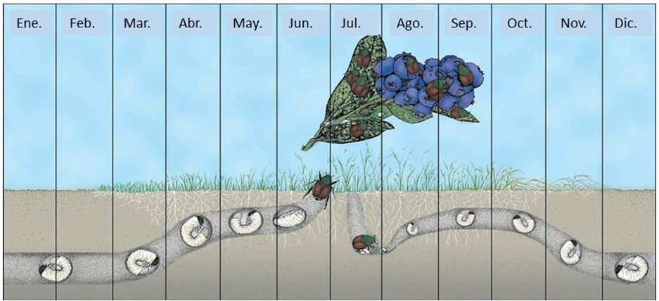 Gr&aacute;fica que ilustra el ciclo biol&oacute;gico anual del escarabajo japon&eacute;s en los ar&aacute;ndanos de Michigan.